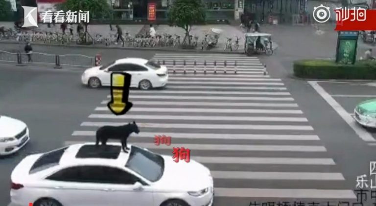 Driver in China Spotted With Dog on Roof of His Car