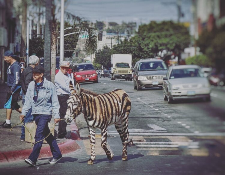 Zonkeys, Donkeys, & Surviving the most dangerous city in the world